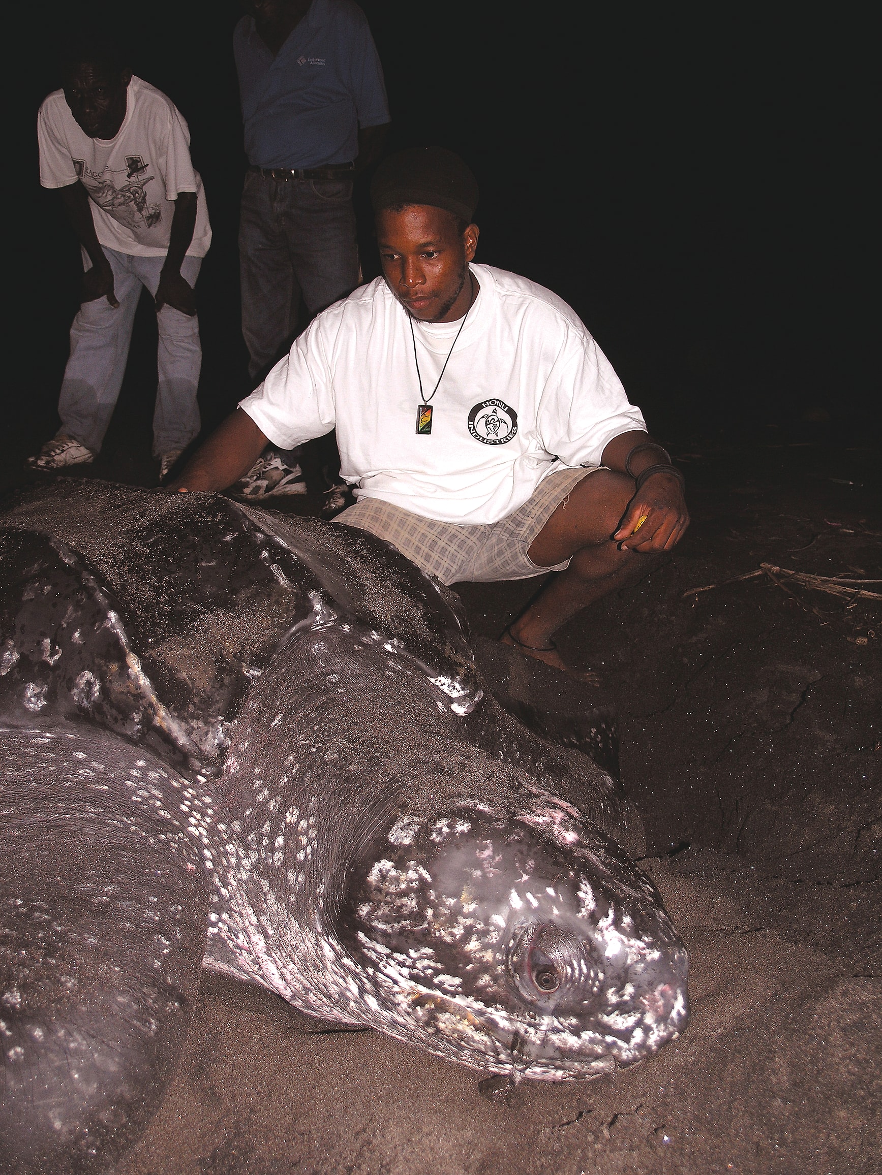Rowan Byrne beside a nesting leatherback sea turtle in Dominica