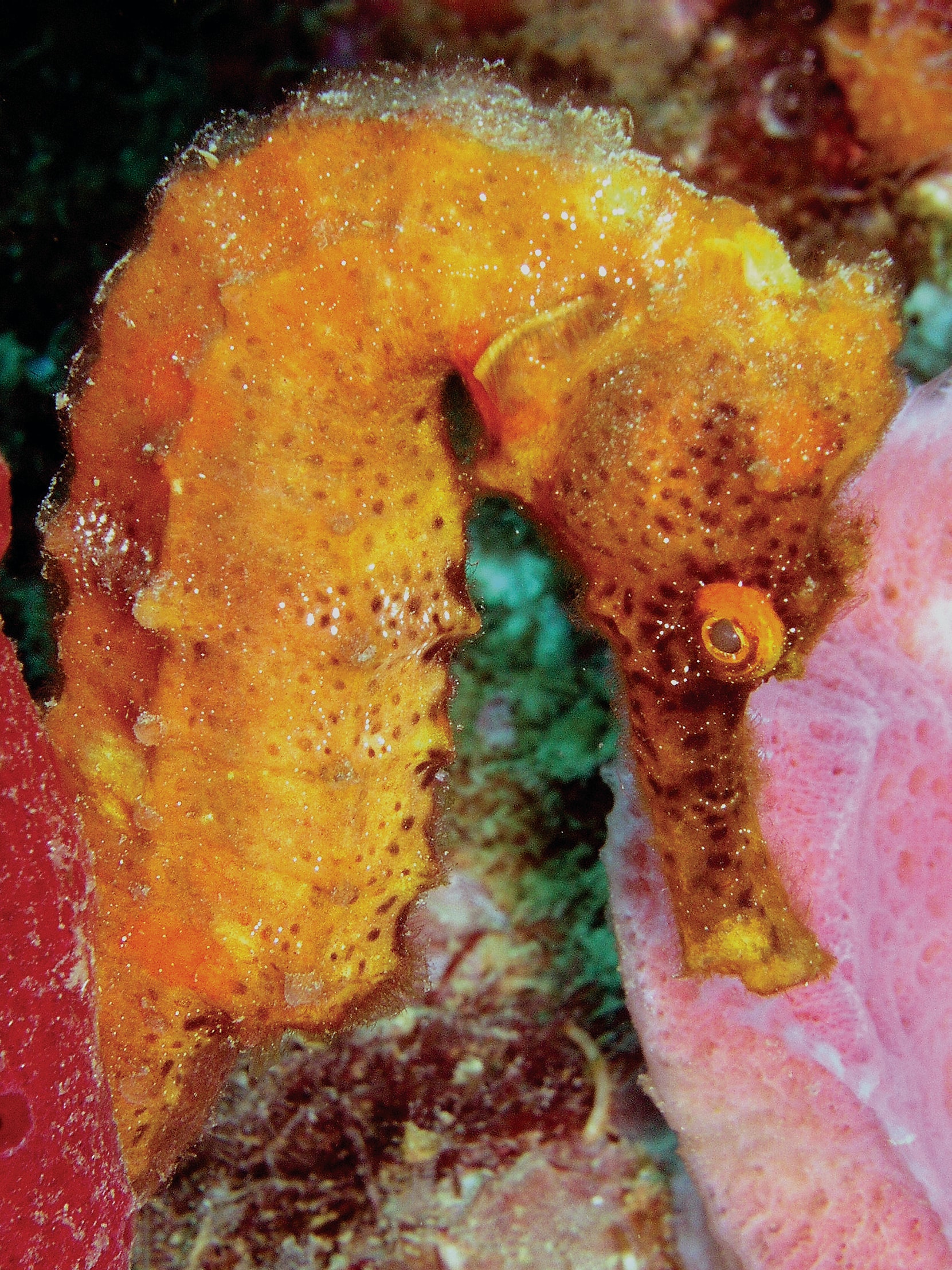 Close-up underwater photograph of a seahorse in Dominica