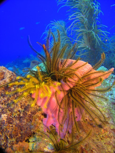 Colourful crinoid or feather star on reef, Dominica underwater photography by Rowan Byrne