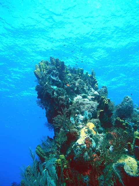 Coral pinnacle with tube sponges and sea fans, Scotts Head, Dominica