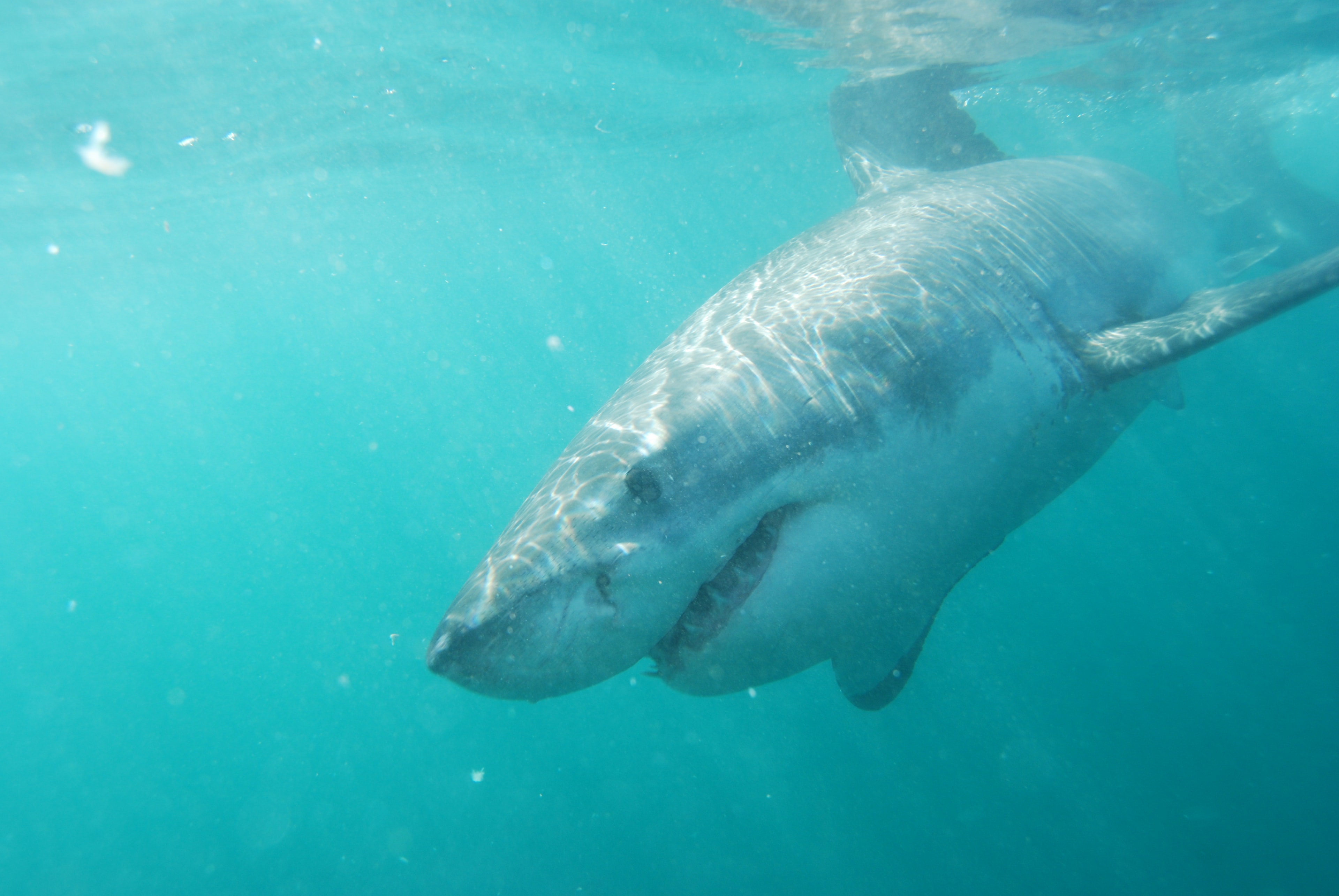 Great white shark South Africa — Rowan Byrne marine biologist photographer.