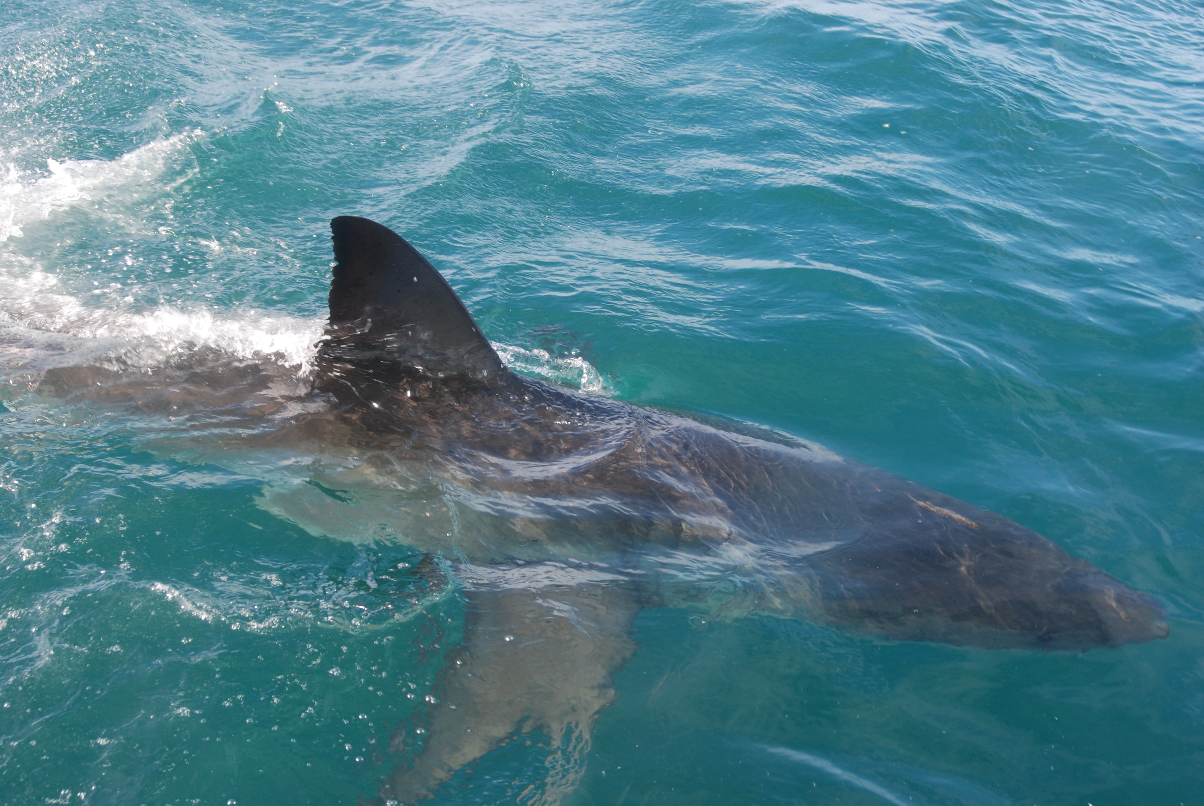 Great white shark underwater South Africa — Rowan Byrne marine biology fieldwork.