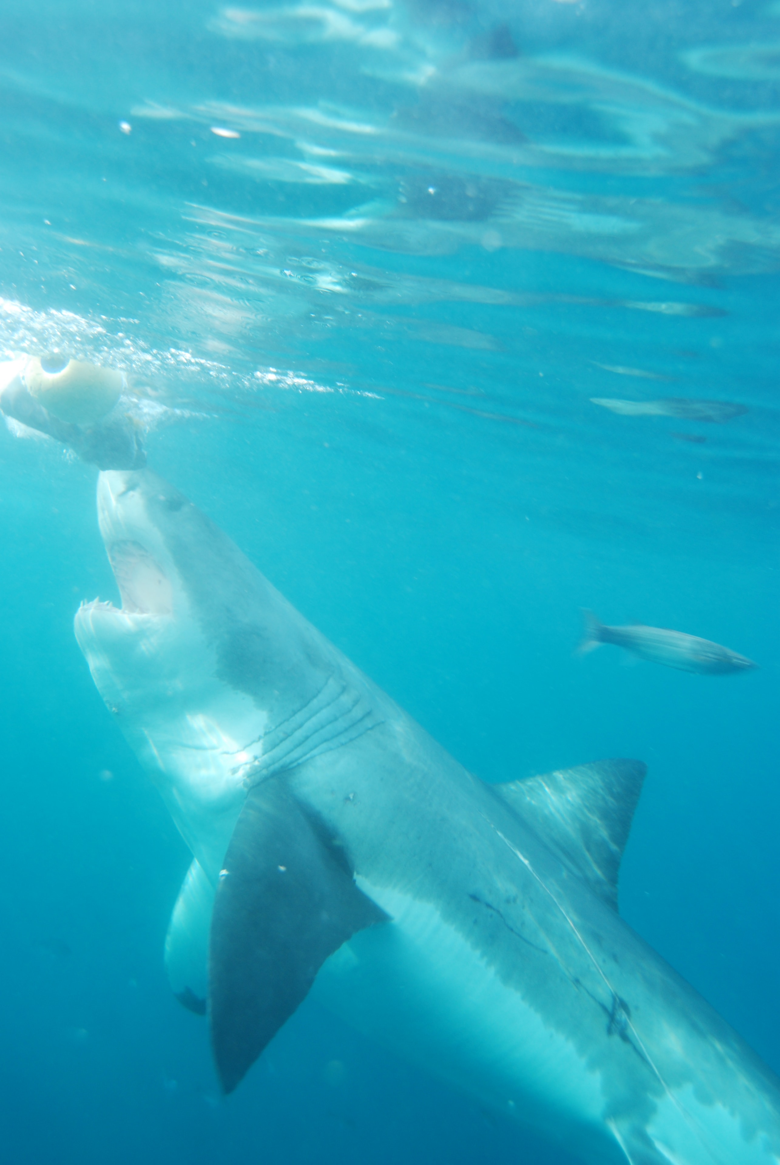 Great white shark marine wildlife photography — Rowan Byrne.