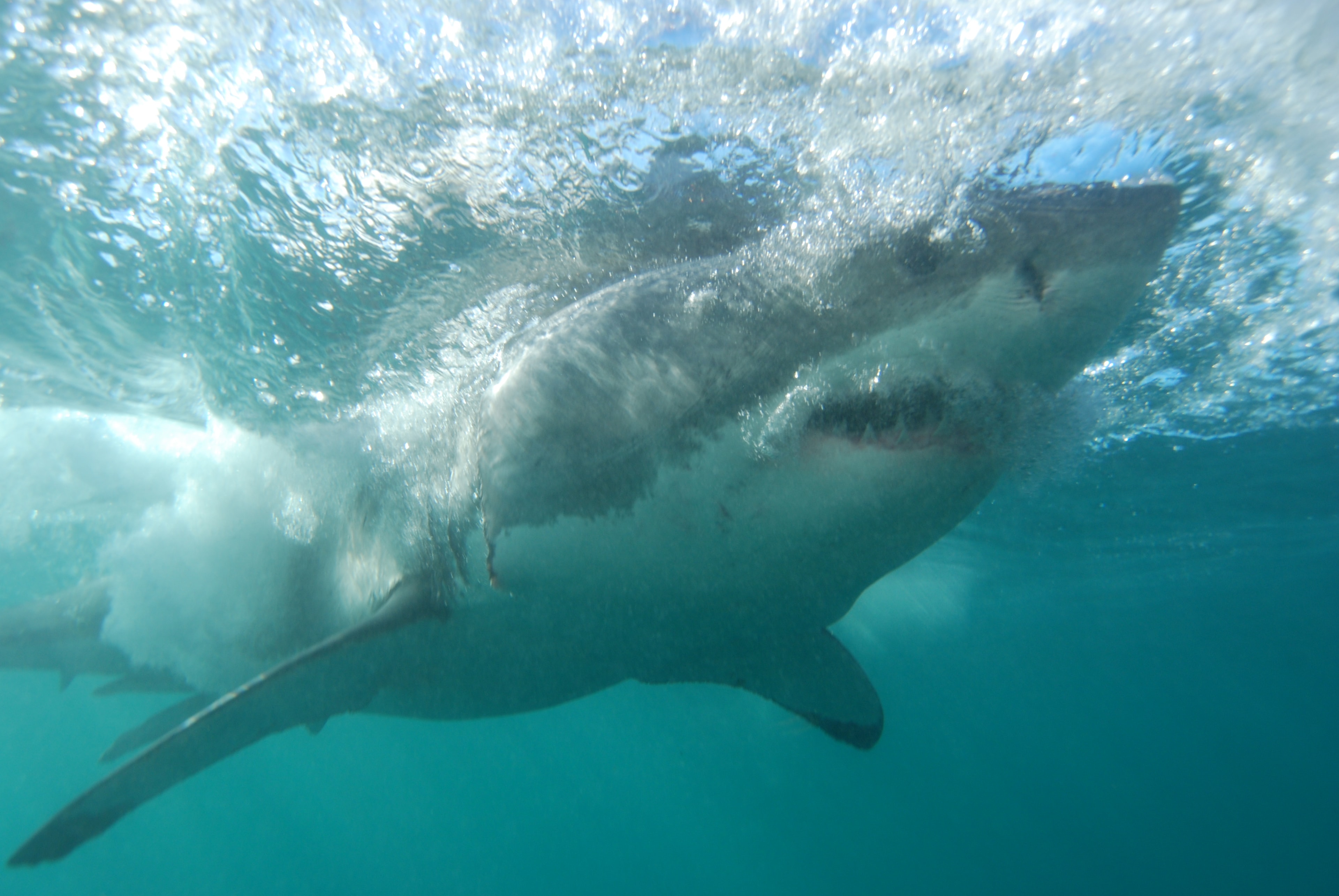 Great white shark Gansbaai South Africa — Rowan Byrne marine biologist.